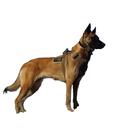 Delta Harness Coyote