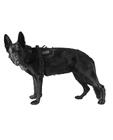 Delta Harness Black